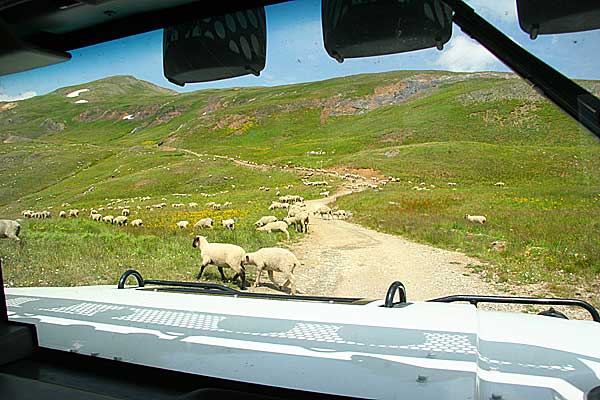 Sheep on Treasure Mtn.